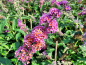 Preview: Buddleja davidii Flower Power Bicolor - Sommerflieder